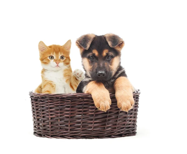 Pastore tedesco cucciolo e gattino in un cesto di paglia — Foto Stock