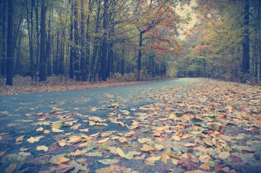 bir sonbahar manzara