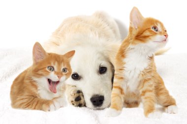 Bej köpek yavrusu ve esneme yavru kedi arıyorum