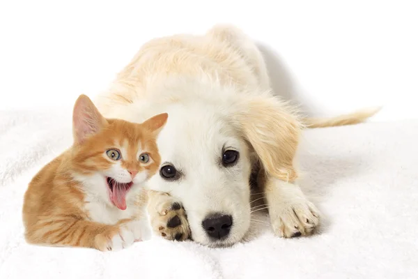 Бежевый щенок и зевающий котёнок смотрят — стоковое фото
