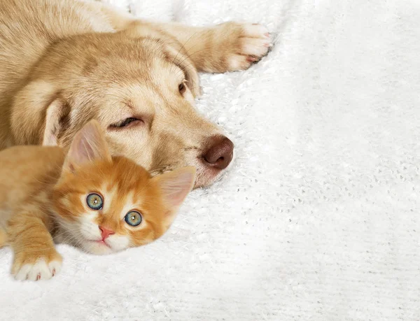 Gatinho e cachorrinho — Fotografia de Stock