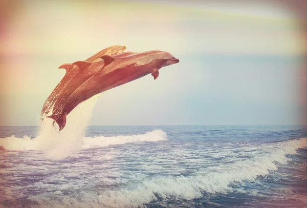 Jumping dolphins, instagram — Stock Photo, Image