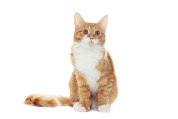 Ginger kitten looks — Stock Photo, Image