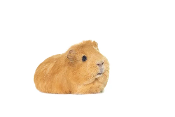 Ginger guinea pig — Stock Photo, Image