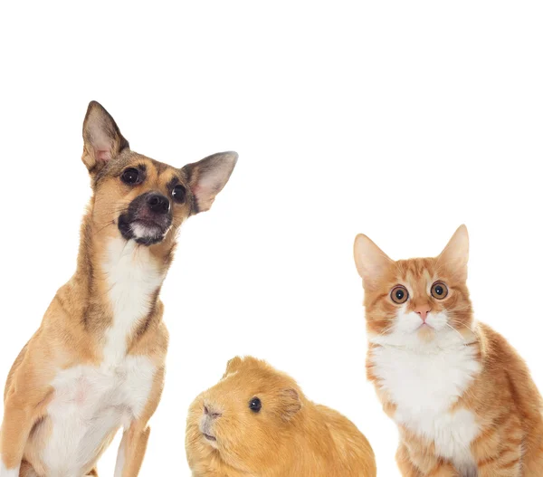 Рыжая собака и рыжий котенок в поисках — стоковое фото