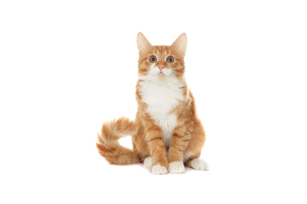 Рыжий котенок выглядит — стоковое фото