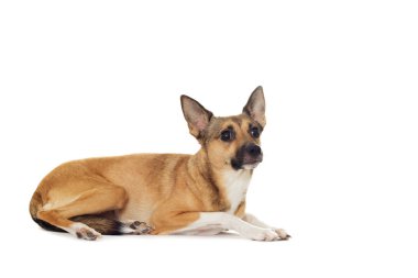 kırmızı köpek yalan