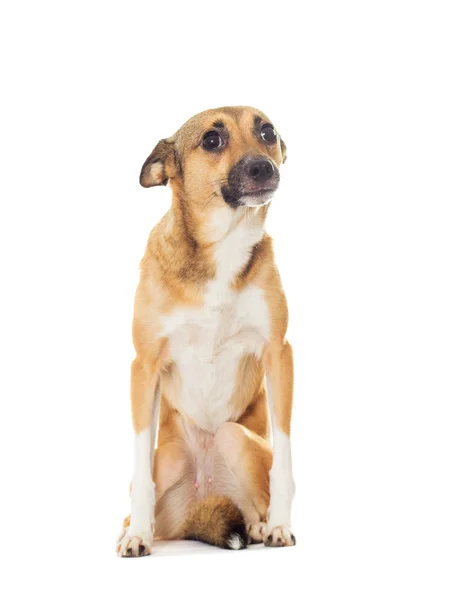 Divertente cane su uno sfondo bianco — Foto Stock