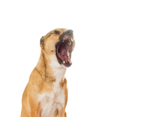 Komik köpek yawns beyaz bir arka plan üzerinde — Stok fotoğraf