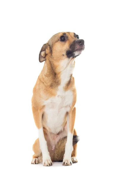 Grappige hond geïsoleerd op witte achtergrond — Stockfoto