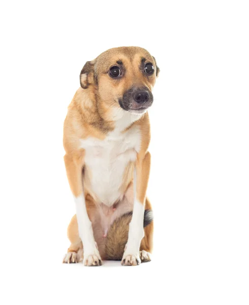 Funny dog looking isolated on white background — Stock Photo, Image
