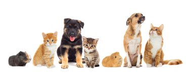  köpek ve kedi
