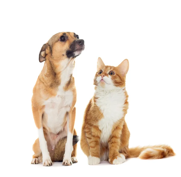 Смешная собака и котенок изолированы на белом фоне — стоковое фото