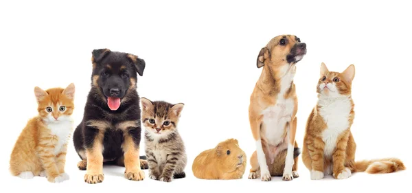 Hond en kitten Rechtenvrije Stockfoto's