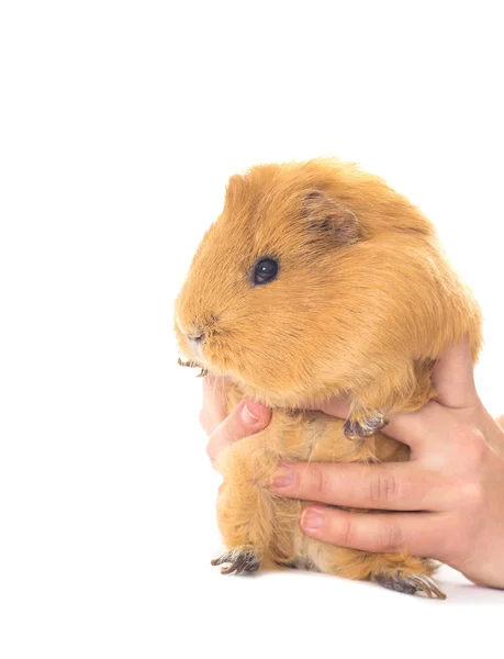 Porco de Guiné engraçado e mãos em um fundo branco — Fotografia de Stock