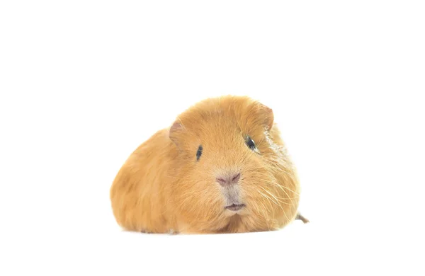 Guinea pig looks on a white background — Stock Photo, Image