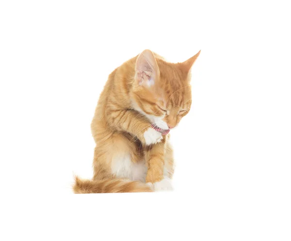 Funny kočka olizuje tlapku na bílém pozadí — Stock fotografie