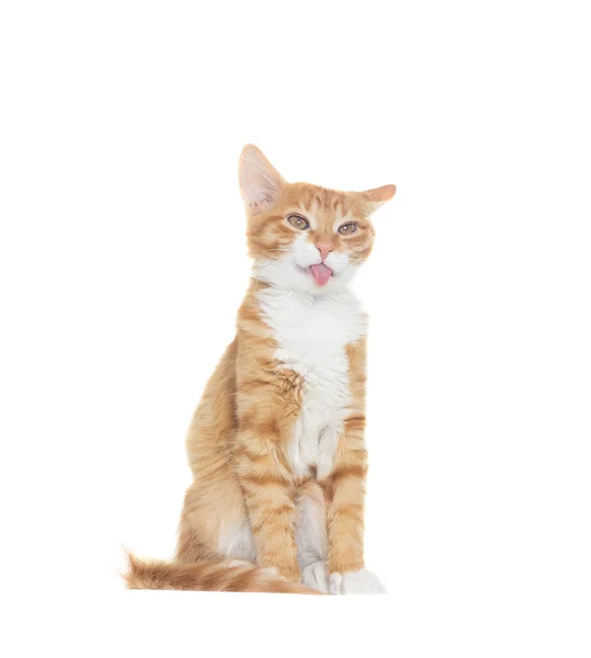 Cat stuck out his tongue on a white background — Stock Photo, Image