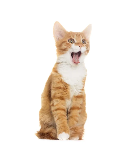 Beyaz arka plan üzerinde bağırıyor kedi — Stok fotoğraf
