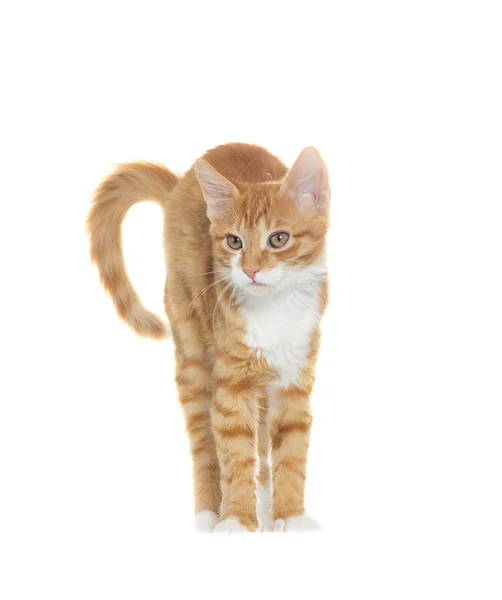 Kočka stojící na bílém pozadí, samostatný — Stock fotografie