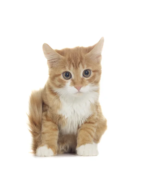 Смішні червоний кошеня — стокове фото