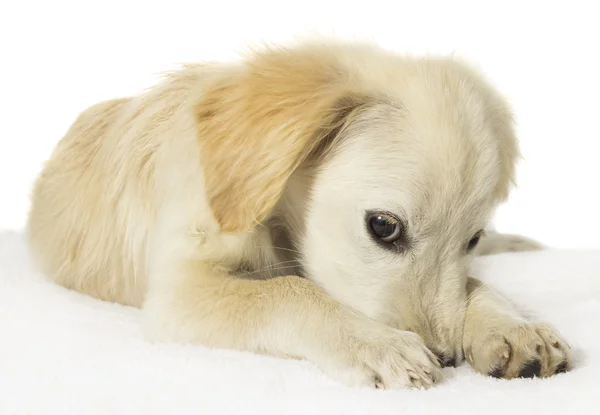 白いカーペットの上に面白いラブラドール子犬 — ストック写真