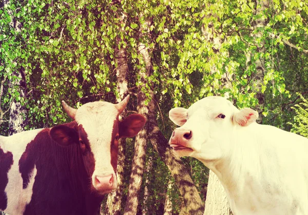 Dos vacas en un pasto — Foto de Stock