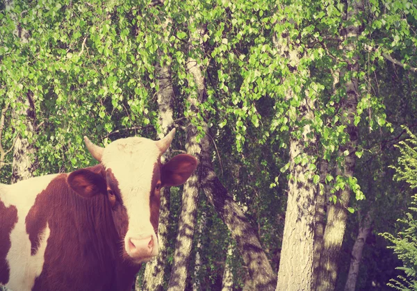 Cow in a pasture — Stock Photo, Image