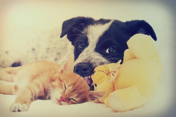 Kitten en puppy — Stockfoto