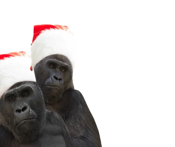 Two gorillas a Santa Claus hat — Stock Photo, Image