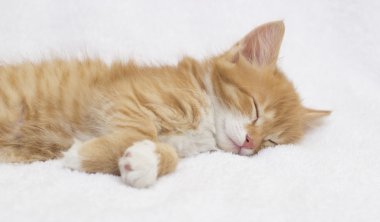 zencefil yavru kedi uyuyor