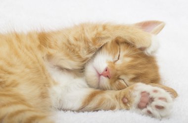 şirin yavru kedi uyku