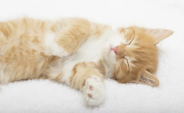 Kitten on a white bedspread — Stock Photo, Image