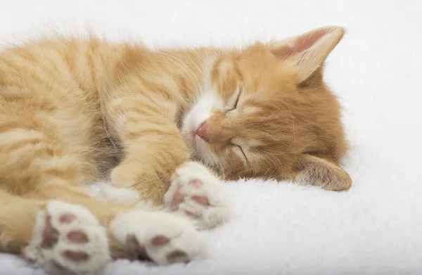 Chaton roux endormi sur un couvre-lit blanc — Photo