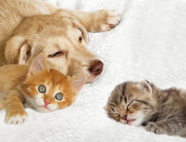 yavru kedi ve köpek yavrusu