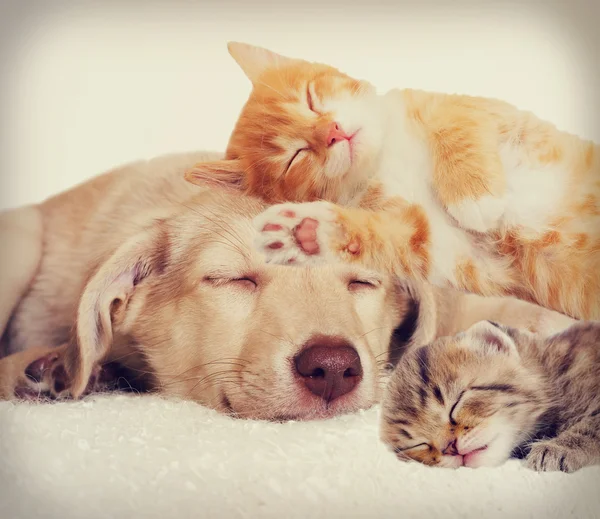 Triest pup en kitten liegen — Stockfoto