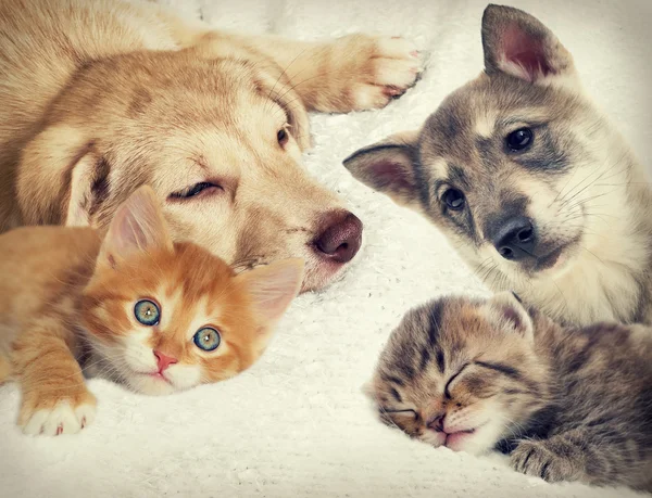 Yavru kedi ve köpek yavrusu — Stok fotoğraf