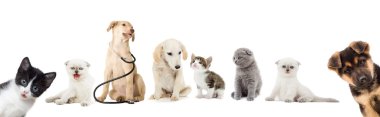 yavru kedi ve köpek yavrusu arıyorum