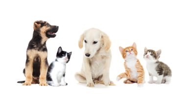 yavru kedi ve köpek yavrusu arıyorum