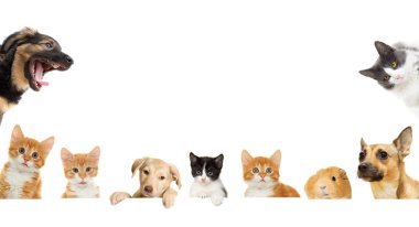 yavru kedi ve köpek yavrusu