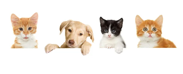 Kotě a štěně — Stock fotografie