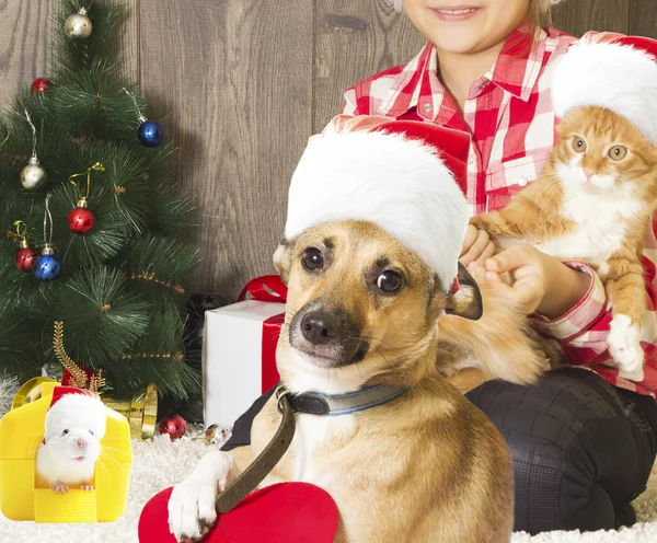 Kid, jul och husdjur — Stockfoto