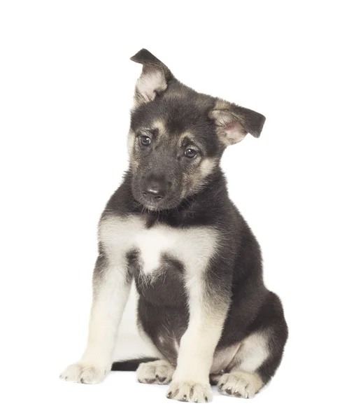 Cachorro em um isolamento de fundo branco — Fotografia de Stock