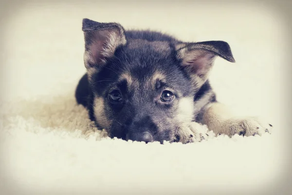 Cute Puppy patrząc — Zdjęcie stockowe