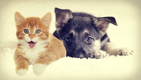 Gatinho e cachorro olhando — Fotografia de Stock