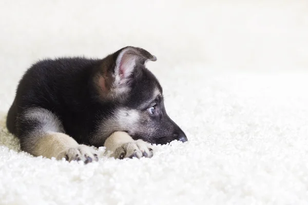 Um cachorro olhando — Fotografia de Stock