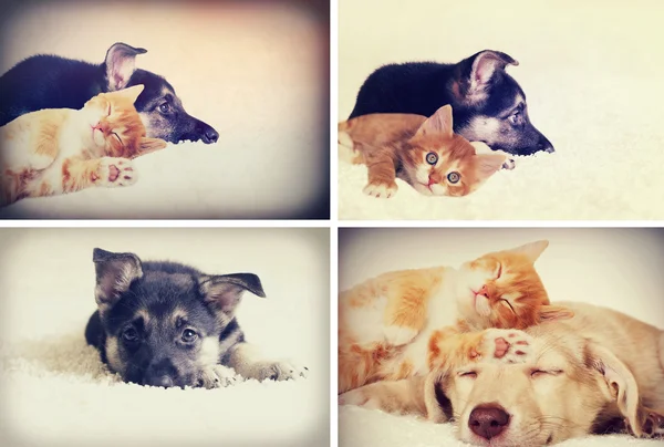 Kitten and puppy — Stock Photo, Image