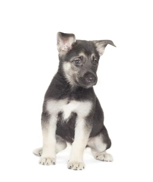 Dog on a white background — Stock Photo, Image