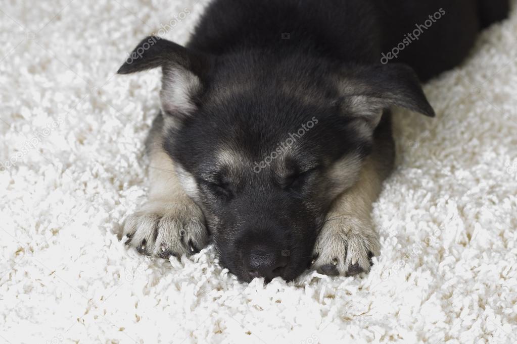 dog sleeping on a white carpet