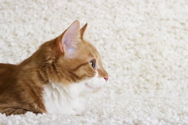 zencefil kedi izliyor